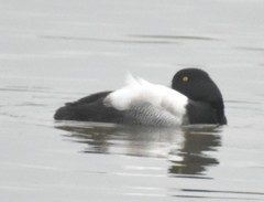 Aythya affinis