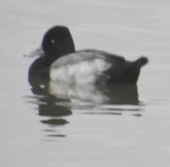 Aythya affinis