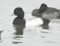 Aythya affinis