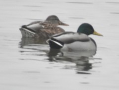 Anas platyrhynchos
