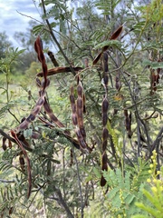 Acacia deanei