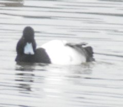 Aythya affinis
