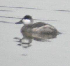 Oxyura jamaicensis