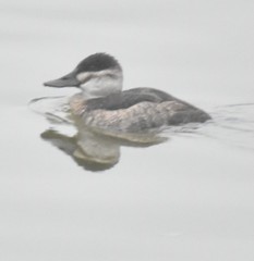 Oxyura jamaicensis
