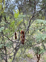 Acacia deanei