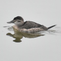 Oxyura jamaicensis