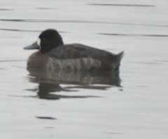 Aythya affinis