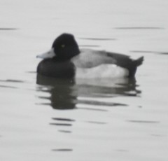 Aythya affinis