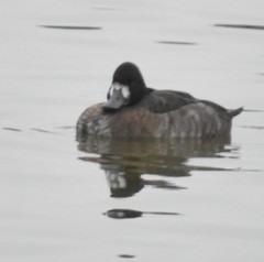 Aythya affinis