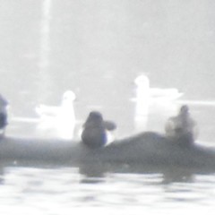 Aythya collaris
