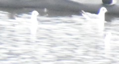 Chroicocephalus philadelphia