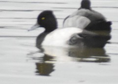 Aythya affinis