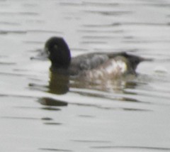 Aythya affinis