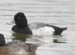 Aythya affinis