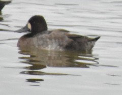 Aythya affinis