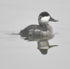 Oxyura jamaicensis