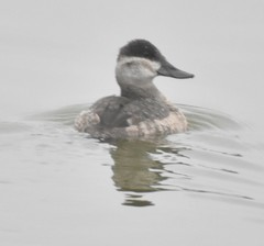 Oxyura jamaicensis