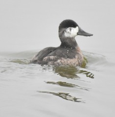 Oxyura jamaicensis