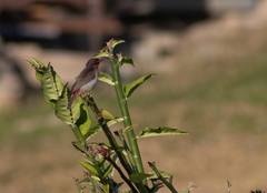 Myzomela vulnerata
