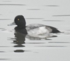 Aythya affinis