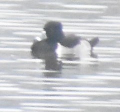 Aythya collaris