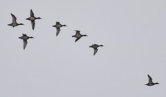 Aythya affinis