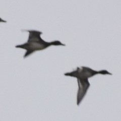 Aythya affinis