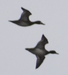 Aythya affinis