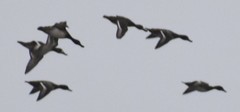 Aythya affinis
