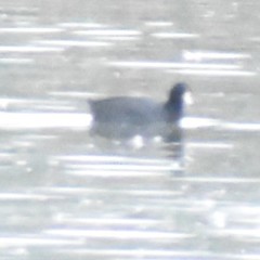 Fulica americana