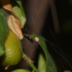 Latrodectus geometricus