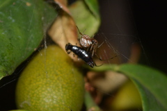 Latrodectus geometricus