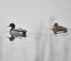 Anas platyrhynchos