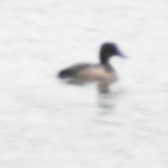 Aythya affinis