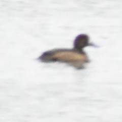 Aythya affinis