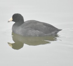 Fulica americana