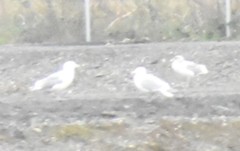 Larus glaucescens × occidentalis