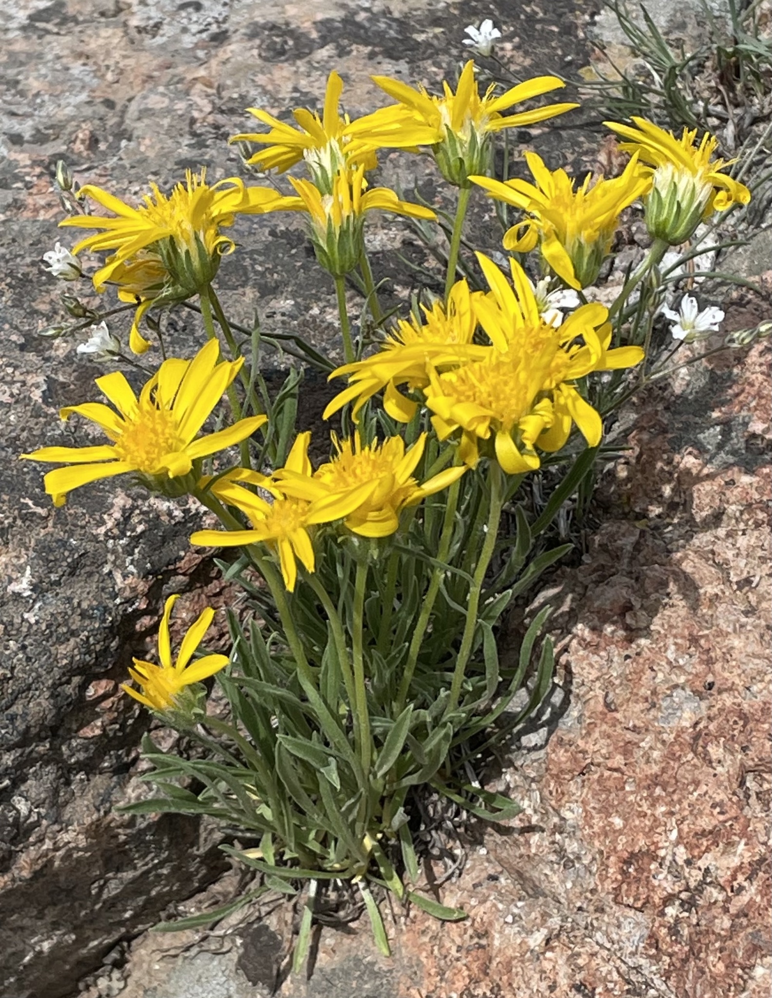 Stenotus lanuginosus var. andersonii