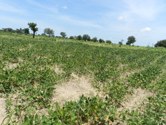 Vigna unguiculata sesquipedalis