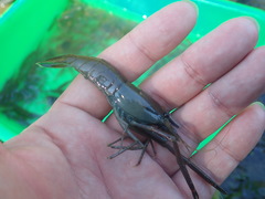 Macrobrachium asperulum