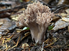 Ramaria violaceibrunnea