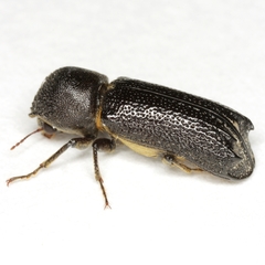 Amphicerus cornutus