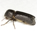 Amphicerus - Photo (c) Mike Quinn, Austin, TX, some rights reserved (CC BY-NC), uploaded by Mike Quinn, Austin, TX