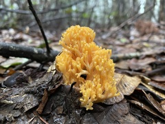 Ramaria sandaracina