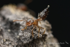 Crematogaster matsumurai