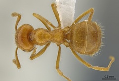 Lasius coloradensis