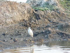 Egretta thula
