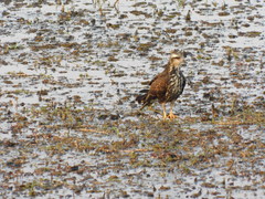 Rostrhamus sociabilis