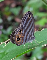 Chloreuptychia rectilinea