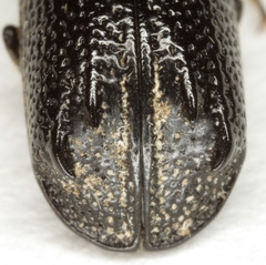 Amphicerus cornutus